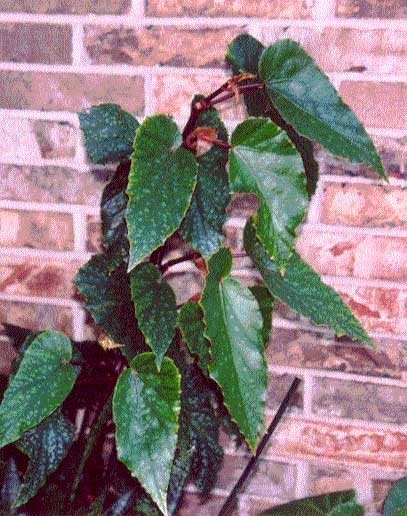 B. ‘Willa the Wisp’